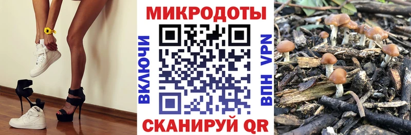 как найти закладки Билибино Псилоцибиновые грибы Cubensis